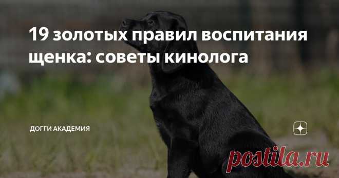 19 золотых правил воспитания щенка: советы кинолога Статья автора «Догги Академия» в Дзене ✍: 1. Воспитание  щенка – это непрерывный процесс, который начинается с появлением питомца в доме.