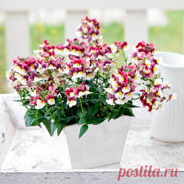 Немезия (Nemesia)