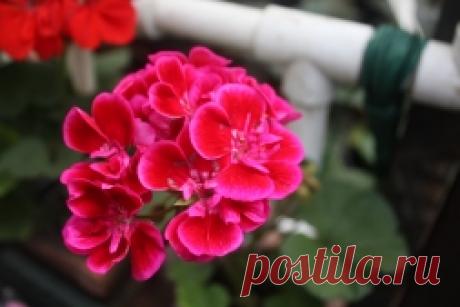 Сорта герани комнатной или горшочной - Садоводка