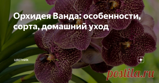 Орхидея Ванда: особенности, сорта, домашний уход Впервые орхидею Ванда в 1795 году описал Уильям Джонс, изучавший Азию. Помимо Китая и Индии, Ванда встречается в тропических лесах Индонезии, Филиппин, Северной Австралии.
Особенности вида
В дикой природе орхидея вырастает более метра в длину, в домашних условиях содержат более низкие гибриды.
Характерные признаки: