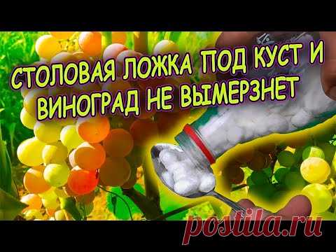 Подсыпьте осенью одну ложку под куст и виноград не вымерзнет зимой! Виноград выращивание осенью.