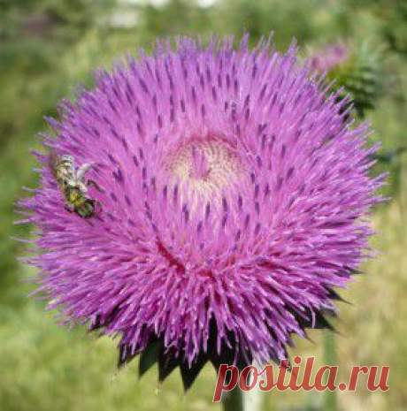 Колючий татарник и чем он полезен для человека