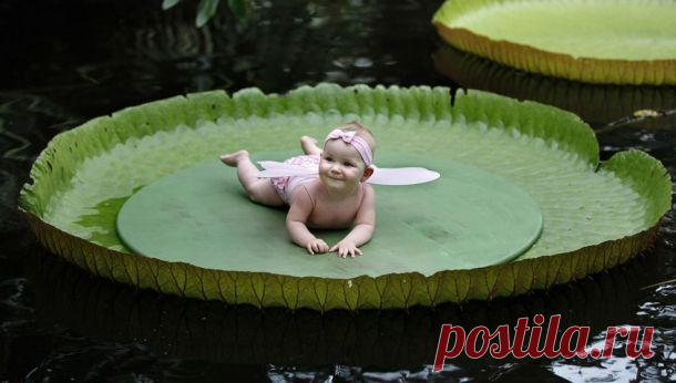 Впечатляющие растения из разных уголков мира - Наука и жизнь
