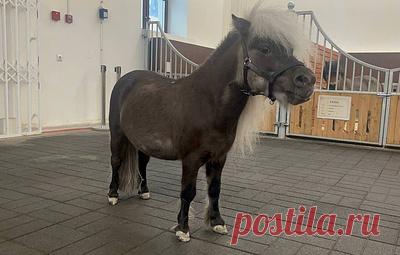 Шоу за морковку. Как миниатюрный конь Шелдон стал звездой Кремлевской школы верховой езды. Лошадь породы европейская миниатюрная и ростом в 70 см участвует в спектаклях