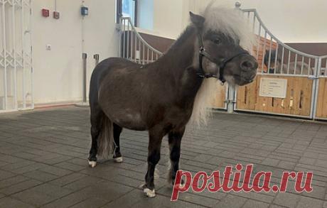 Шоу за морковку. Как миниатюрный конь Шелдон стал звездой Кремлевской школы верховой езды. Лошадь породы европейская миниатюрная и ростом в 70 см участвует в спектаклях