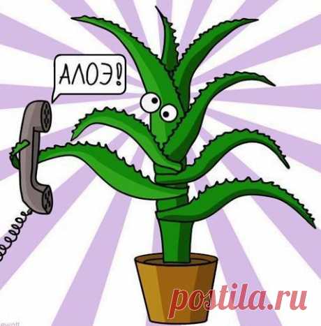 Доктор Столетник. Как вырастить и использовать алоэ?