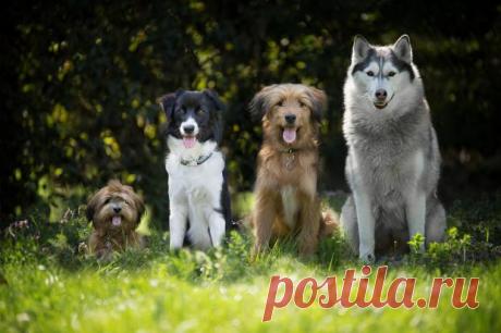 Самые спокойные породы собак: 17 питомцев, которые не доставляют проблем хозяевам