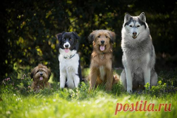 Самые спокойные породы собак: 17 питомцев, которые не доставляют проблем хозяевам