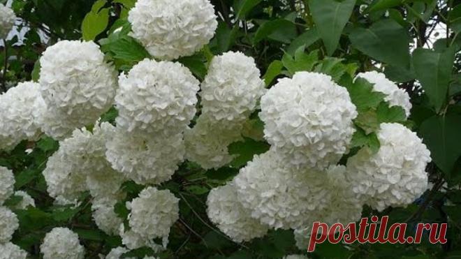 Как вырастить красивую калину бульденеж