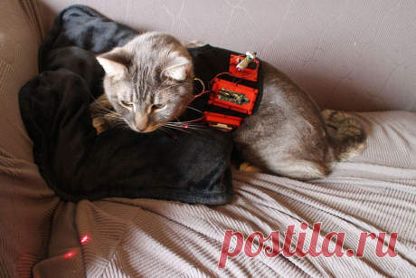 Лазерная указка - игрушка для кота или собаки Почти все коты и некоторая часть собак любят "охотится" за лазерной точкой. Обычно лазерная указка находится в руках у человека, мастер-самодельщик решил закрепить указку на животном и управлять ей дистанционно. Инструменты и материалы:-Радиомодуль с пультом управления (от игрушечного