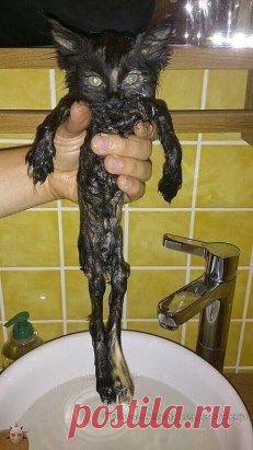 Высохну - отомщу!