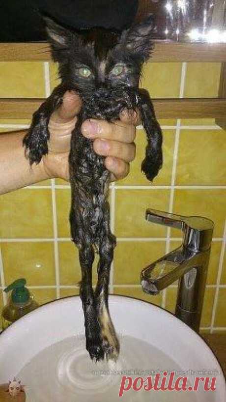 Высохну - отомщу!