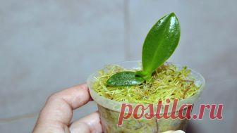 Наполните свой дом цветами