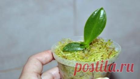 Наполните свой дом цветами