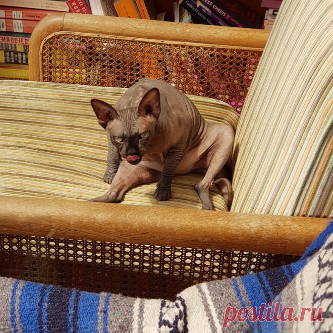 Драматические актёры из мира животных / Питомцы