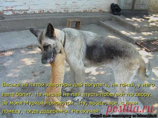 Котоматрица: Круть