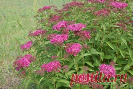 Обрезка летнецветущих спирей. Видео