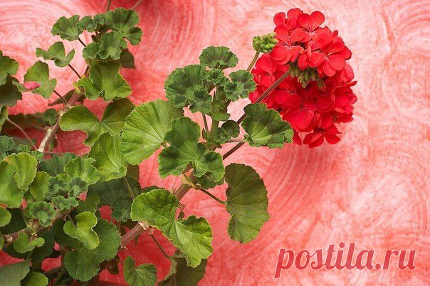 9 недугов, при которых помогает герань / Будьте здоровы