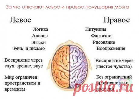 Проверь себя! Легко узнать, кто ты от рождения: правша или левша? Вытяните вперёд руки и сцепите пальцы вместе. Какой из больших пальцев окажется наверху (правый или левый), тот Вы и есть.  Надо только знать, что каждое из полушарий мозга отвечает за противоположную сторону тела. А ещё замечено - левши более талантливы до  гениальности. Не  переучивайте своего ребёнка-левшу под общепринятые стандарты и Вы вырастите гения!
