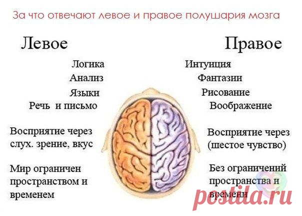 Проверь себя! Легко узнать, кто ты от рождения: правша или левша? Вытяните вперёд руки и сцепите пальцы вместе. Какой из больших пальцев окажется наверху (правый или левый), тот Вы и есть.  Надо только знать, что каждое из полушарий мозга отвечает за противоположную сторону тела. А ещё замечено - левши более талантливы до  гениальности. Не  переучивайте своего ребёнка-левшу под общепринятые стандарты и Вы вырастите гения!