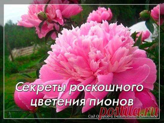 Секреты роскошного цветения пионов