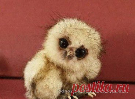 Совенок