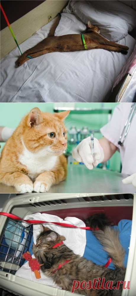 Как перевезти кошку в поезде