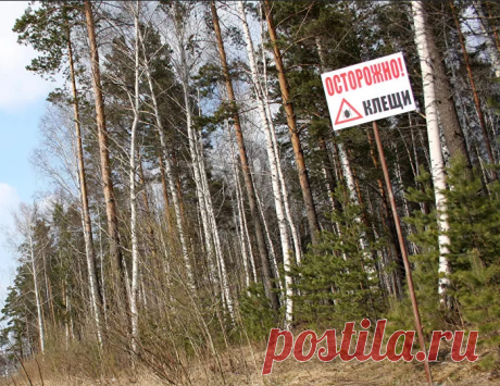 Этот способ заставит Клещей держаться от вас подальше. Простой трюк наших дедушек | Вязание и Рукоделие | Яндекс Дзен