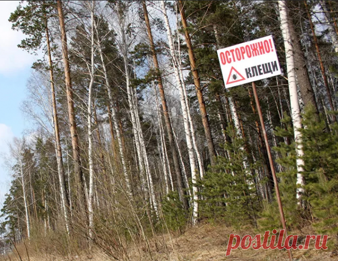 Этот способ заставит Клещей держаться от вас подальше. Простой трюк наших дедушек | Вязание и Рукоделие | Яндекс Дзен