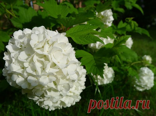 Калина Бульденеж, размножение, посадка, формировка куста | СОВРЕМЕННЫЙ САД
