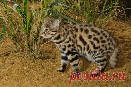 Black-footed cat (Felis nigripes) | Terry Whittaker Photography