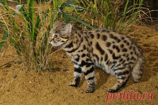 Black-footed cat (Felis nigripes) | Terry Whittaker Photography