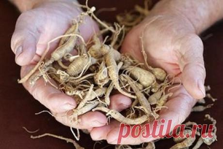КОМНАТНЫЕ и САДОВЫЕ ЦВЕТЫ, РАСТЕНИЯ. | ВКонтакте