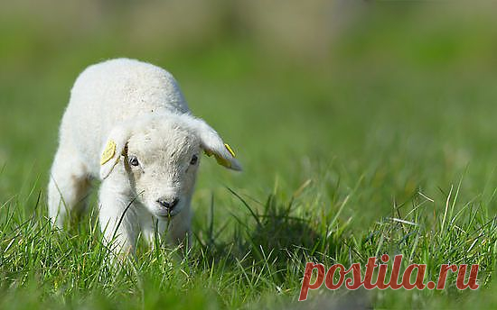 Инсценировка Олеси Емельяновой басни Ивана Андреевича Крылова "Змея и ягненок" для детского кукольного театра. Продолжительность спектакля: 2 минуты; количество актеров: от 1 до 4.