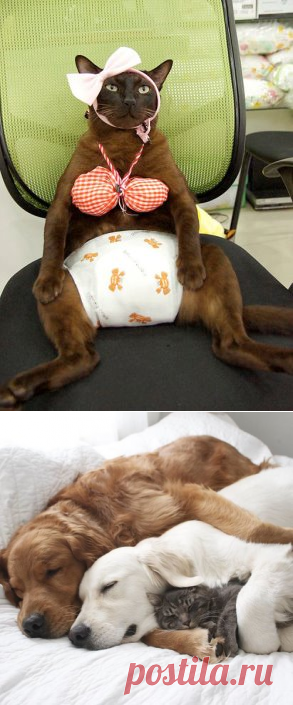 (69) Одноклассники