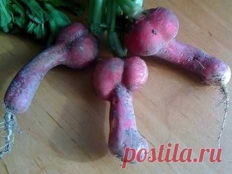 Сорт редиски «Монастырская» / news2.ru