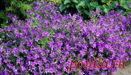 Колокольчик — FloweryVale.ru