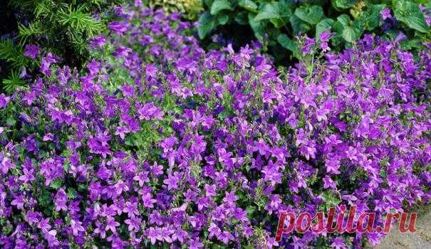 Колокольчик — FloweryVale.ru