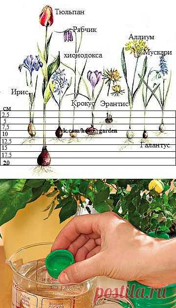 Home garden|Сад, огород, растения дома