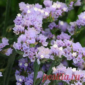 Статица Кисс Lavender 10 шт