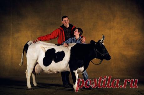 Bazadaise Bull Sultan Four Years Old In The French Salon International De Lagriculture Paris France Stock Photo | Getty Images
