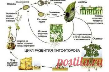 Садоводка