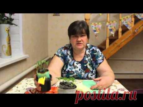 Тонкости выращивания крепкой рассады. - YouTube