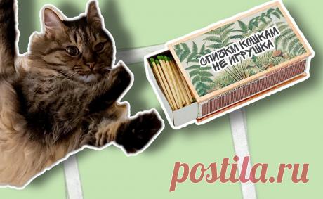 От какого всем известного предмета произошло слово «приспичить»? Это не спички 😜 | Беречь речь | Яндекс Дзен