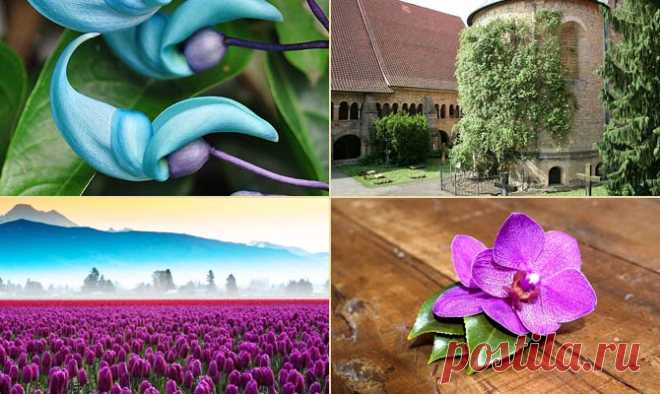 Интереснейшие факты о цветах | LivePosts — последние новости, полезные статьи, обзоры