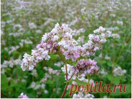 Кладовая полезных веществ — «черная каша», как вырастить на своем участке — 6 соток