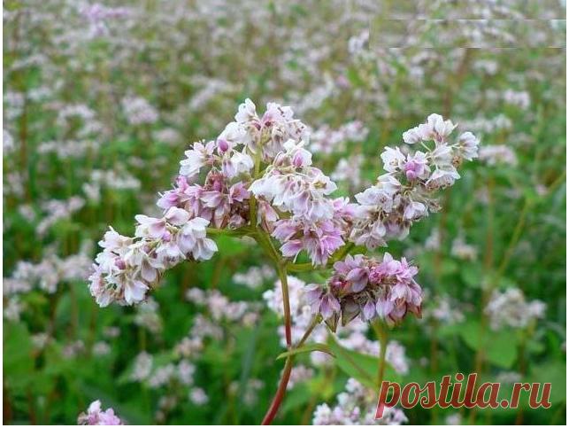 Кладовая полезных веществ — «черная каша», как вырастить на своем участке — 6 соток