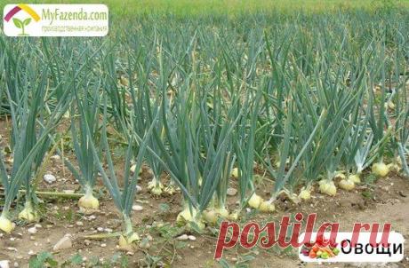 (91) Одноклассники