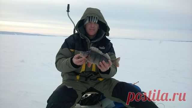 Окунь Жигулевского моря
