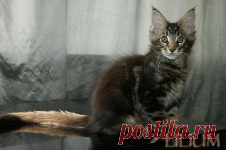 Cleo Forest 2,5 месяца — Питомник Мейн-кунов &quot;Lilium&quot;